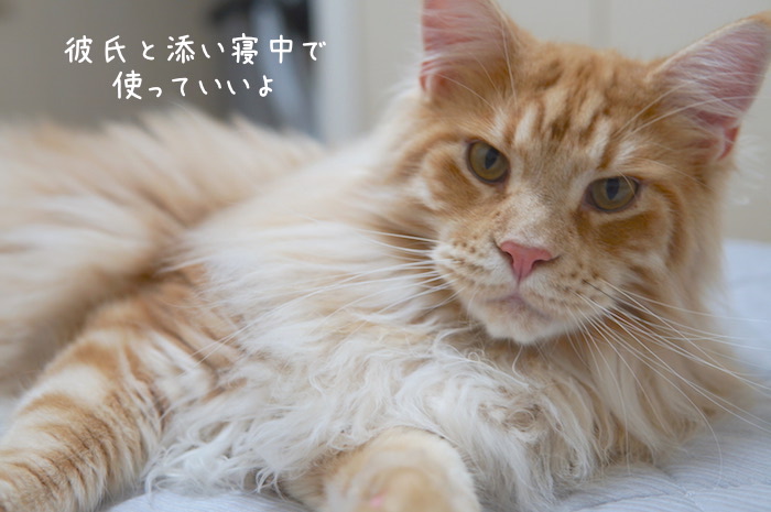f:id:chikojirou:20190620213559j:plain