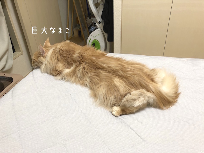 f:id:chikojirou:20190620213615j:plain