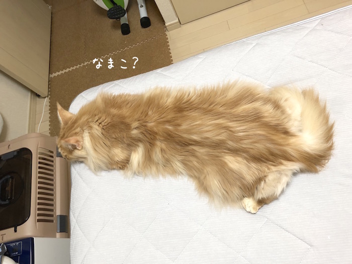 f:id:chikojirou:20190620213620j:plain