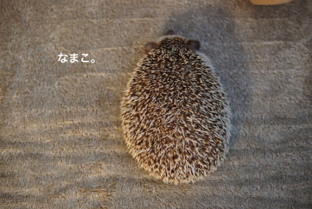 f:id:chikojirou:20190620215121p:plain
