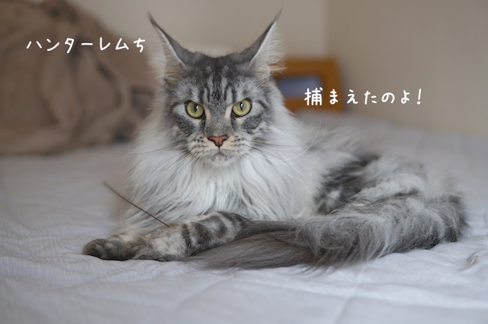 f:id:chikojirou:20190707212229j:plain