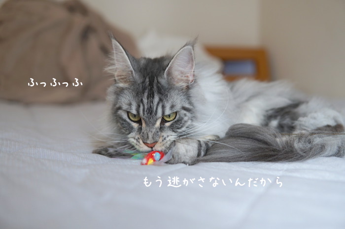 f:id:chikojirou:20190707212237j:plain