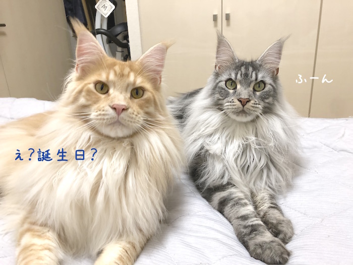 f:id:chikojirou:20190707212308j:plain