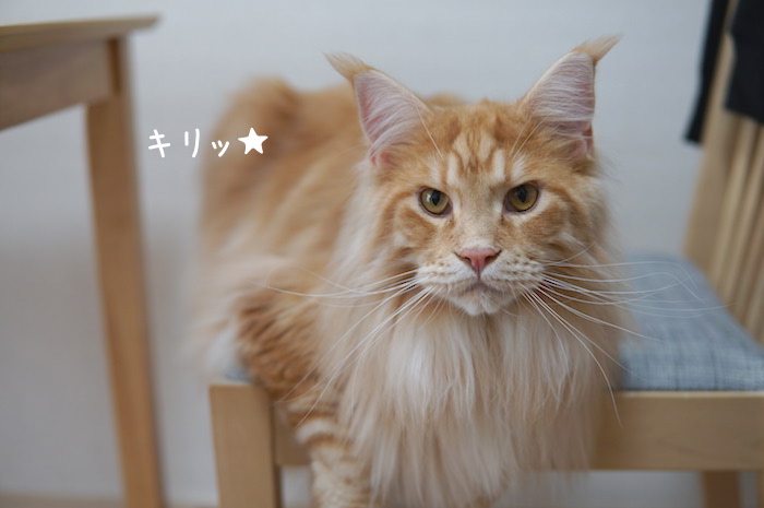 f:id:chikojirou:20190728202635j:plain