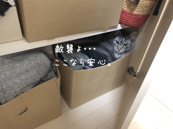f:id:chikojirou:20190728202714j:plain