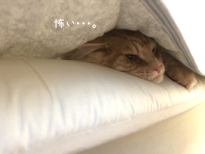 f:id:chikojirou:20190728202720j:plain