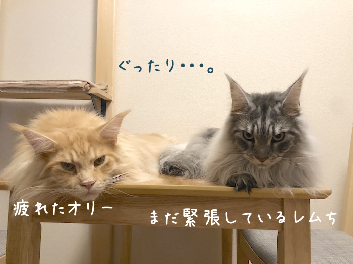 f:id:chikojirou:20190728202726j:plain