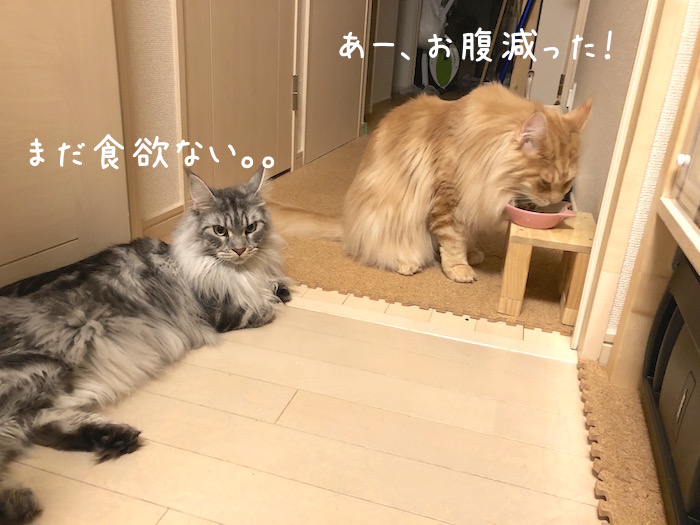 f:id:chikojirou:20190728202732j:plain