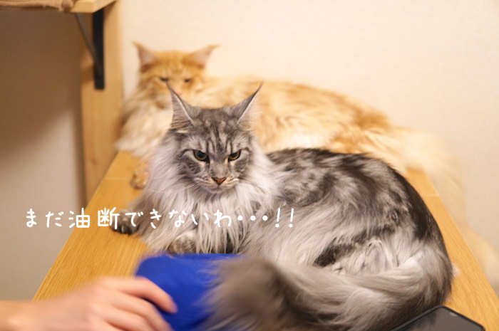 f:id:chikojirou:20190728202738j:plain