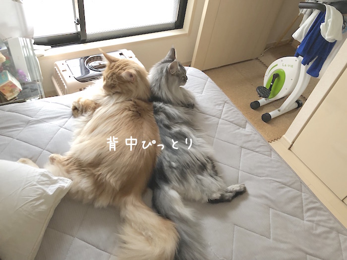 f:id:chikojirou:20190729215047j:plain