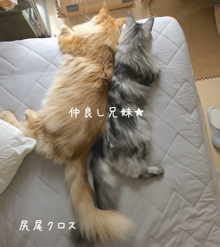 f:id:chikojirou:20190729215052j:plain
