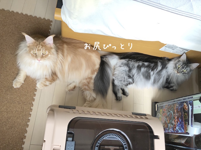 f:id:chikojirou:20190729215057j:plain