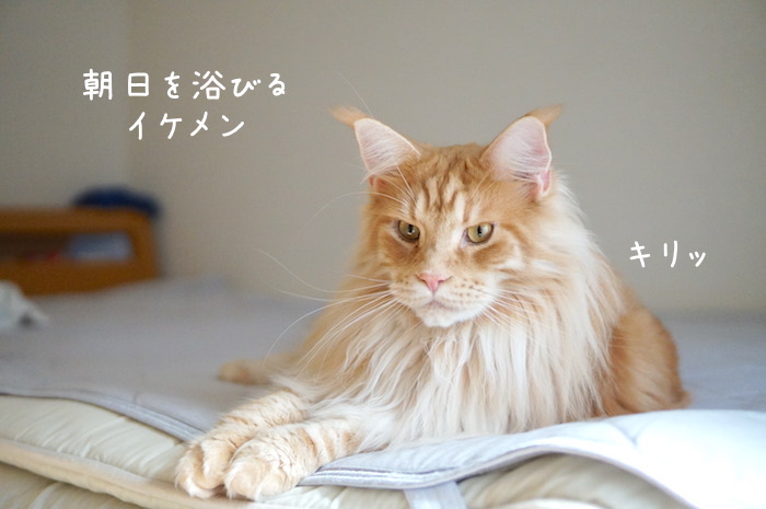 f:id:chikojirou:20190821212720j:plain