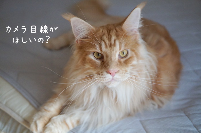 f:id:chikojirou:20190821212725j:plain