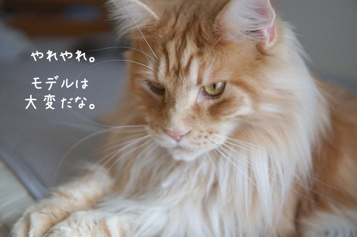 f:id:chikojirou:20190821212729j:plain