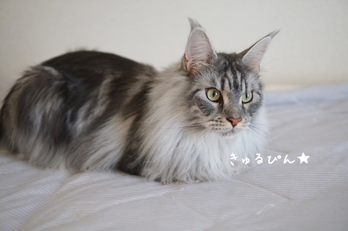 f:id:chikojirou:20190821212734j:plain