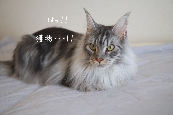 f:id:chikojirou:20190821212740j:plain