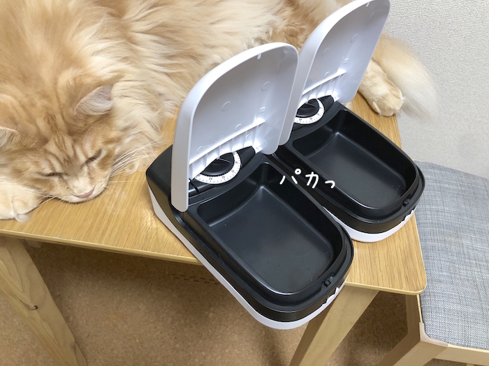 f:id:chikojirou:20190821212849j:plain