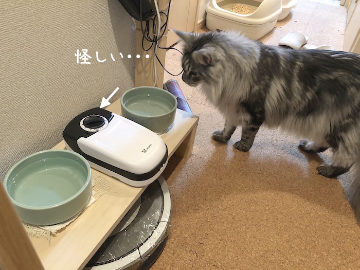 f:id:chikojirou:20190821212906j:plain