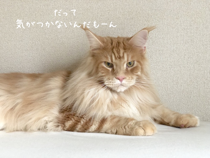 f:id:chikojirou:20190821212909j:plain