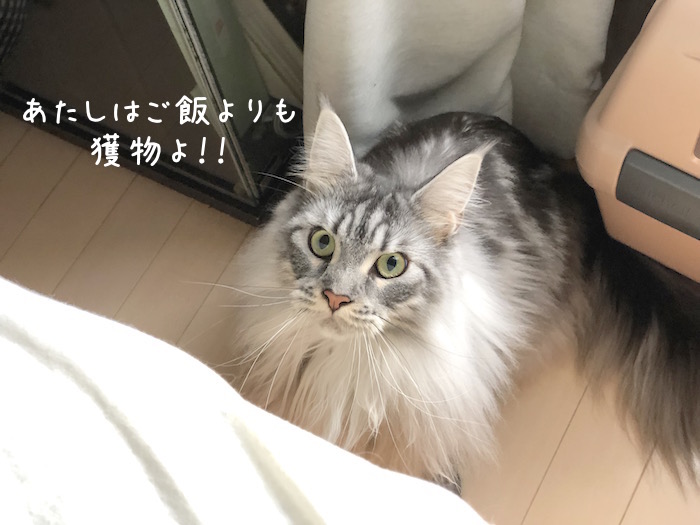 f:id:chikojirou:20190821212915j:plain