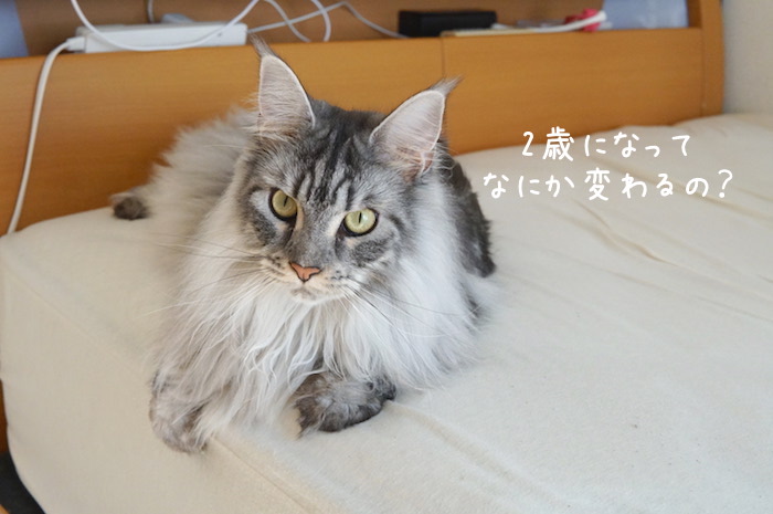 f:id:chikojirou:20190825141749j:plain
