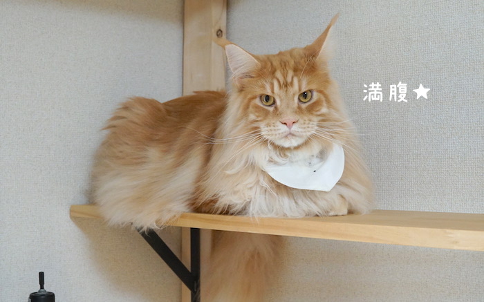 f:id:chikojirou:20190825141758j:plain