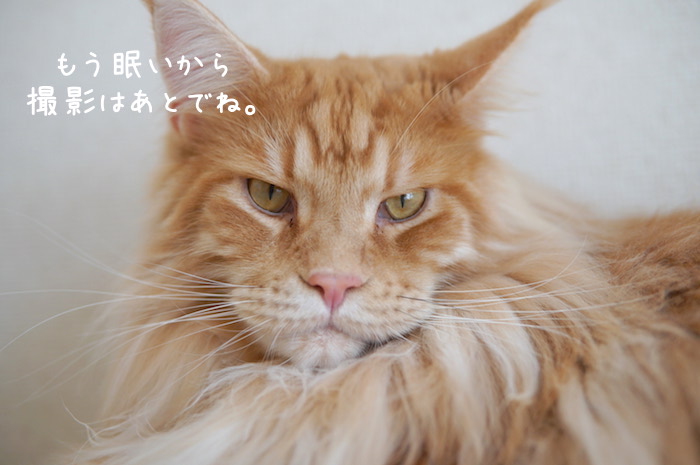 f:id:chikojirou:20190825141829j:plain