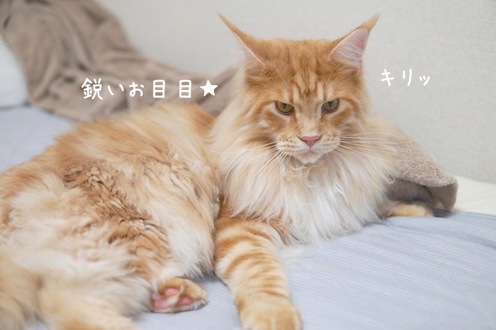 f:id:chikojirou:20190827211206j:plain