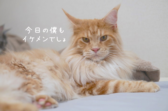 f:id:chikojirou:20190827211210j:plain