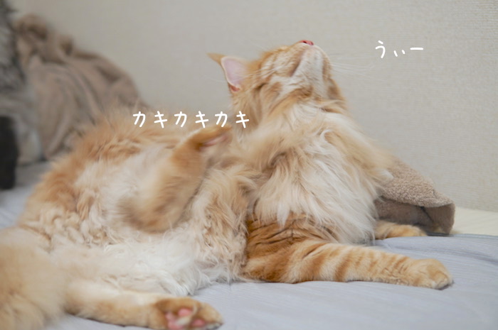 f:id:chikojirou:20190827211213j:plain