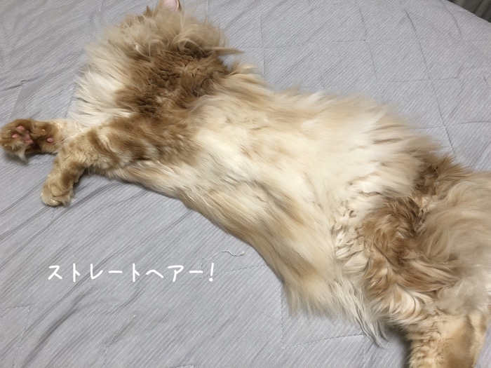 f:id:chikojirou:20190827211233j:plain