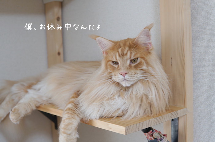 f:id:chikojirou:20190905220530j:plain