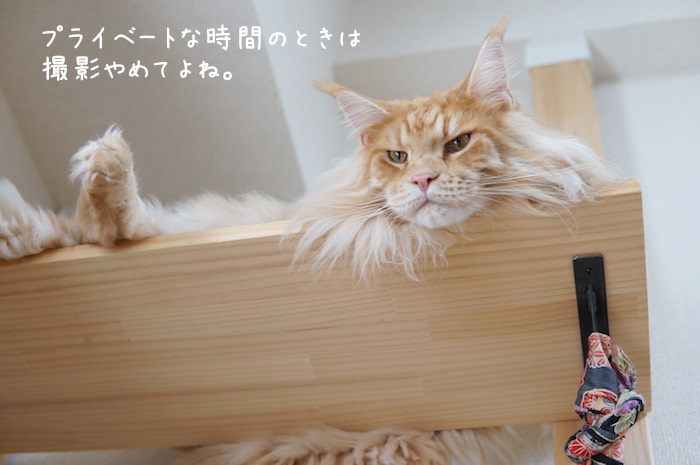 f:id:chikojirou:20190905220534j:plain