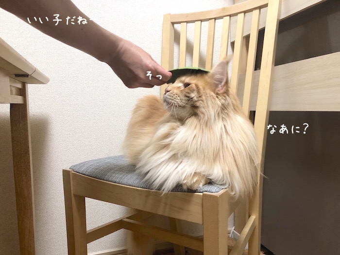 f:id:chikojirou:20190905220605j:plain