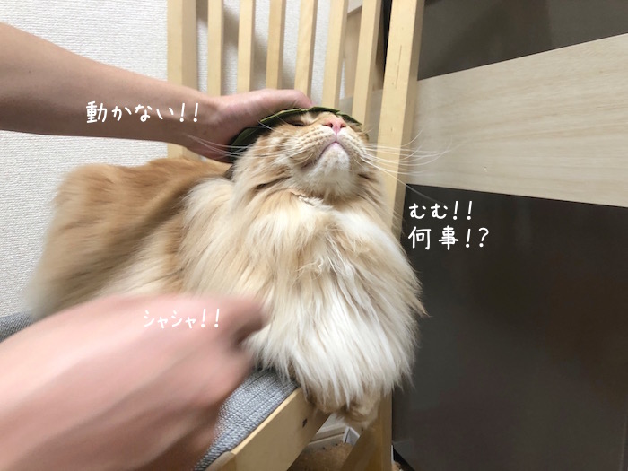 f:id:chikojirou:20190905220611j:plain