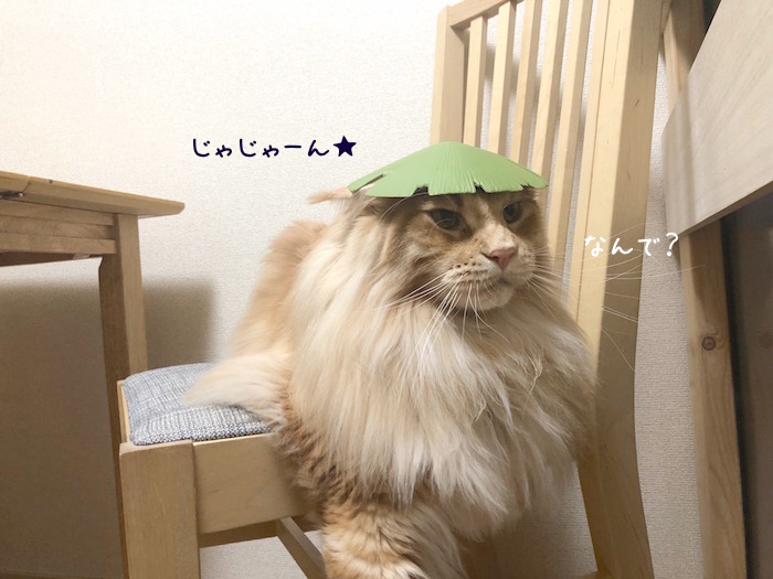 f:id:chikojirou:20190905220616j:plain