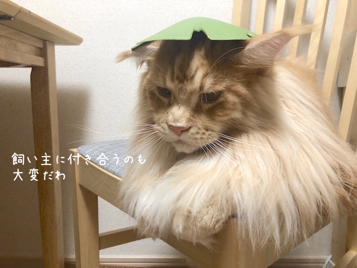 f:id:chikojirou:20190905220619j:plain