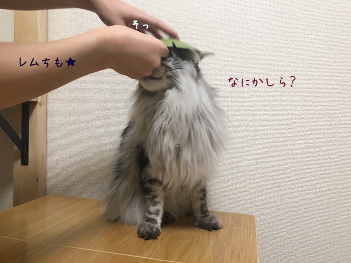 f:id:chikojirou:20190905220626j:plain