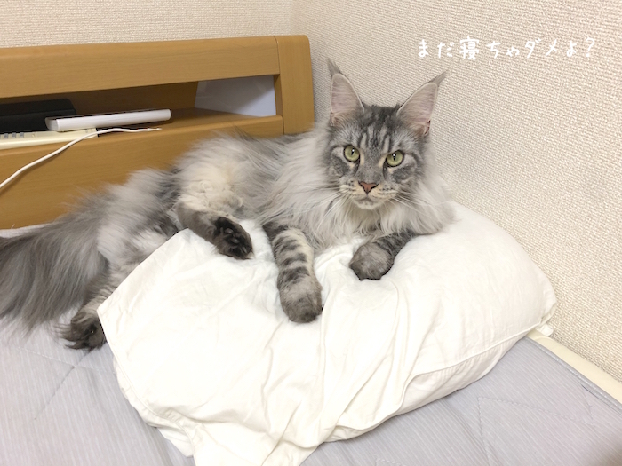 f:id:chikojirou:20190905220637j:plain