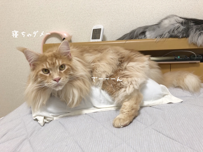 f:id:chikojirou:20190905220650j:plain