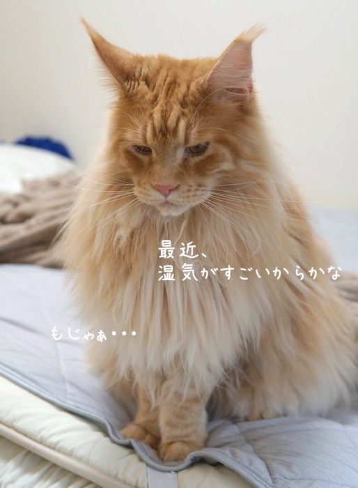 f:id:chikojirou:20190906220534j:plain