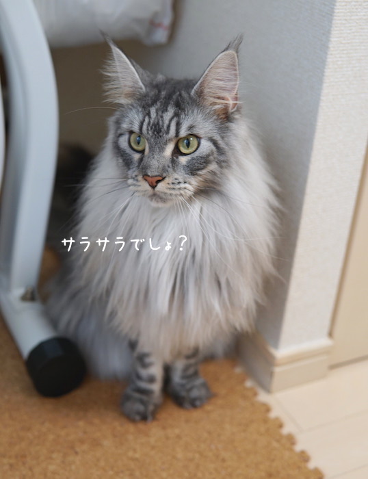 f:id:chikojirou:20190906220541j:plain