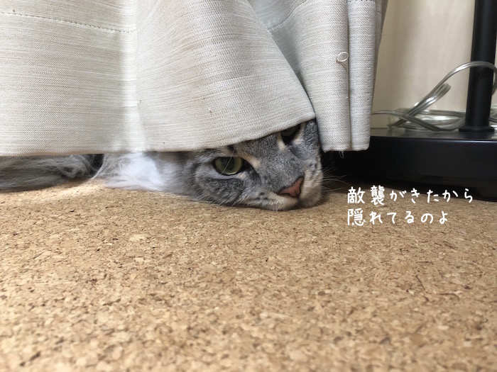 f:id:chikojirou:20190906220554j:plain