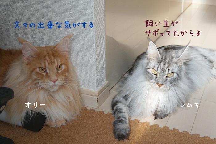 f:id:chikojirou:20190925215336j:plain