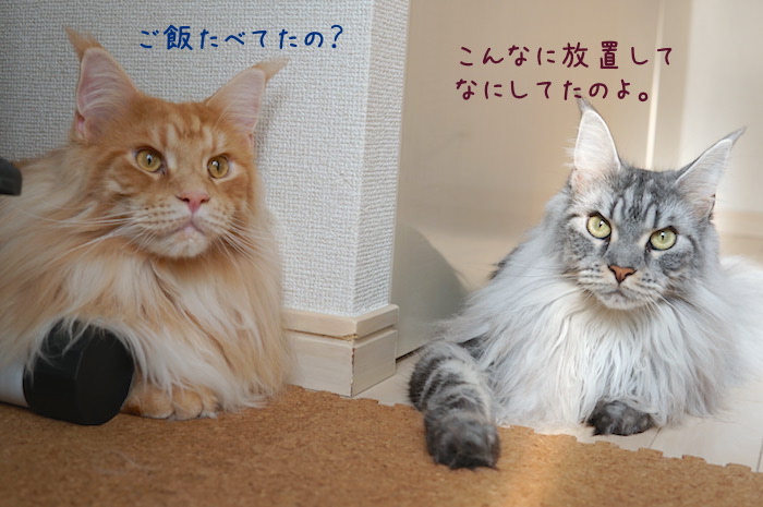 f:id:chikojirou:20190925215339j:plain