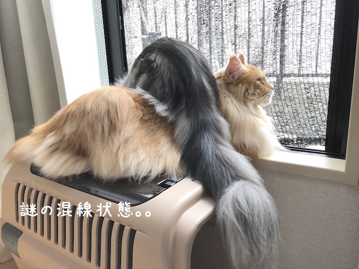f:id:chikojirou:20190925215344j:plain