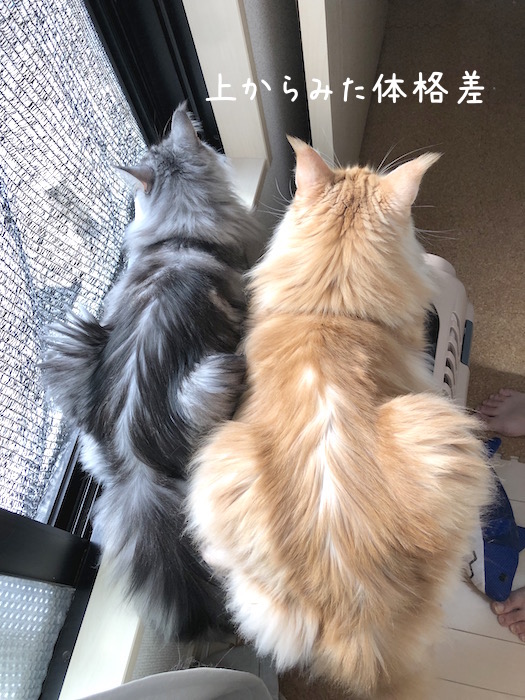 f:id:chikojirou:20190925215347j:plain