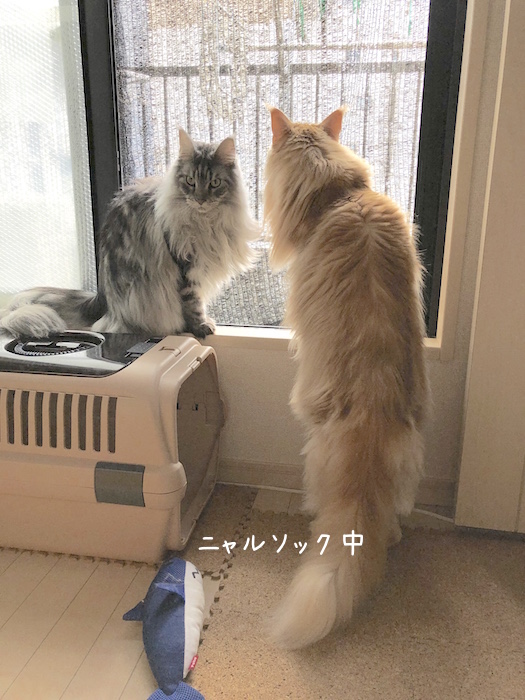 f:id:chikojirou:20190925215354j:plain