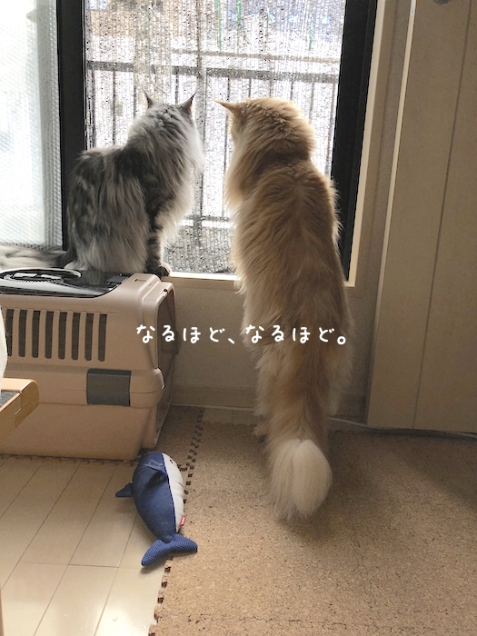 f:id:chikojirou:20190925215405j:plain